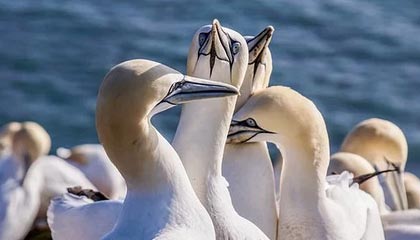 kaiyun 开云体育-费城76人恩比德连续“30+”表现，领先联盟！，恩比德和76人的合同