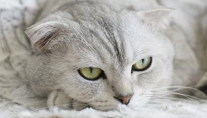 开云体育链接-体育科技助推青少年足球训练航，虚拟仿真成行业新宠，青少年足球体验课活动流程