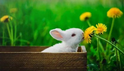 开云中国-法甲焦点：裁判判罚引发争议，裁判最新规则